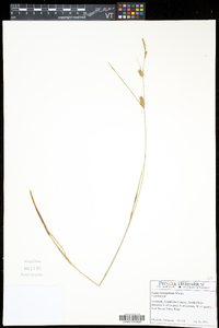 Carex lasiocarpa image