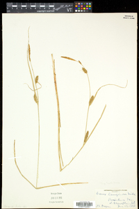 Carex lasiocarpa image