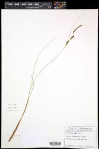 Carex lasiocarpa image