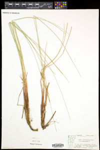 Carex lasiocarpa image