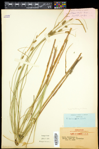 Carex lasiocarpa image