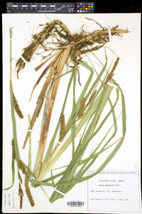 Carex lacustris image