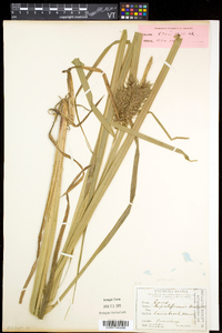 Carex lupuliformis image