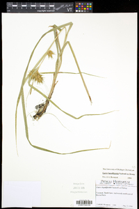 Carex lupuliformis image