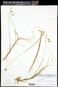 Carex limosa image