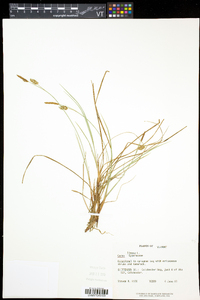 Carex limosa image