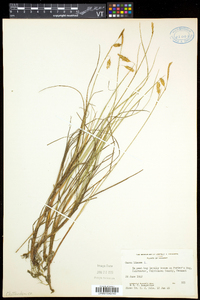 Carex limosa image