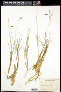 Carex limosa image