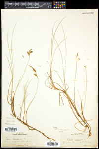 Carex limosa image