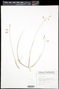Carex limosa image