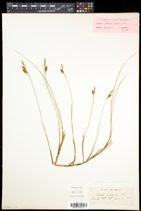 Carex limosa image