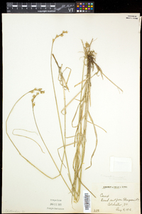 Carex merritt-fernaldii image