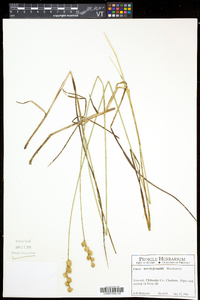 Carex merritt-fernaldii image