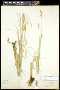 Carex merritt-fernaldii image