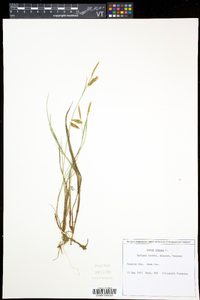 Carex limosa image