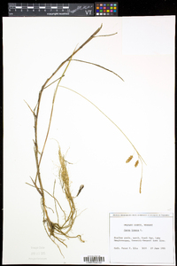 Carex limosa image