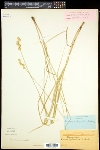 Carex merritt-fernaldii image