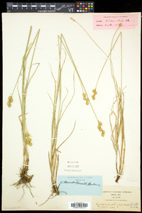 Carex merritt-fernaldii image