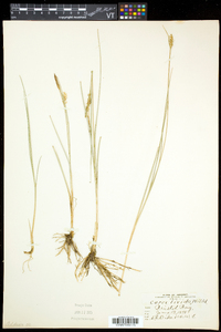 Carex livida image