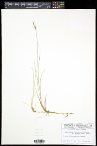 Carex livida image