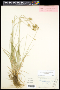 Carex muehlenbergii var. muehlenbergii image