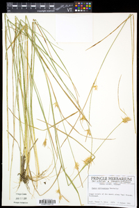 Carex michauxiana image