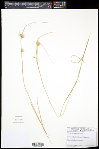 Carex michauxiana image