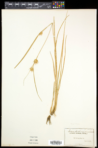 Carex michauxiana image