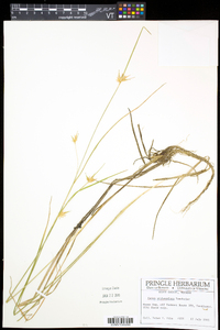 Carex michauxiana image