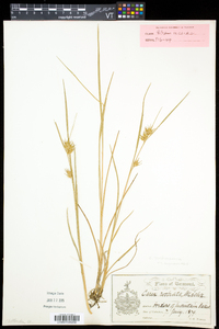 Carex michauxiana image