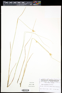 Carex michauxiana image