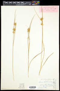 Carex michauxiana image