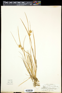 Carex michauxiana image