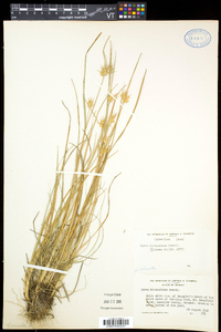 Carex michauxiana image