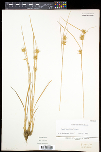 Carex michauxiana image