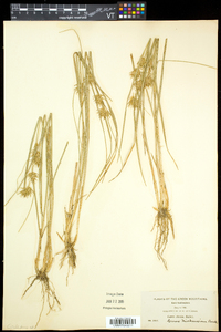 Carex michauxiana image