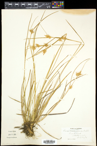 Carex michauxiana image