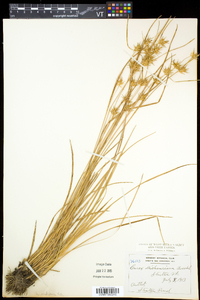 Carex michauxiana image