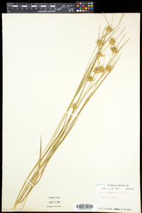 Carex michauxiana image