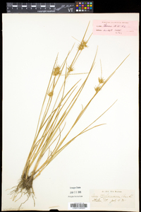 Carex michauxiana image