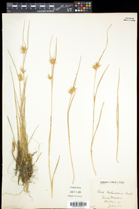 Carex michauxiana image