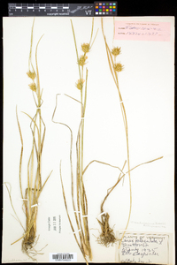 Carex michauxiana image