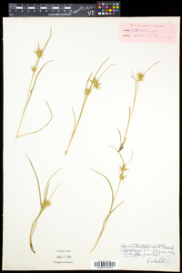 Carex michauxiana image