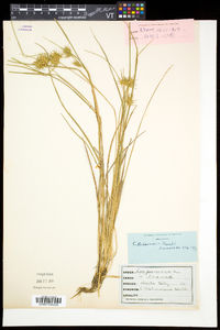 Carex michauxiana image