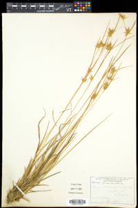 Carex michauxiana image