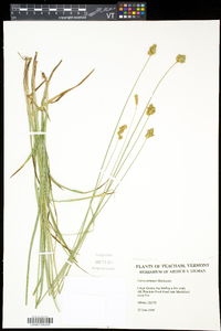 Carex normalis image