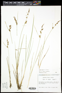 Carex nigra image