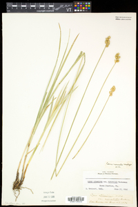 Carex normalis image