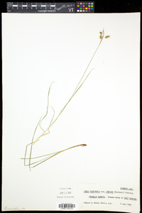 Carex magellanica image