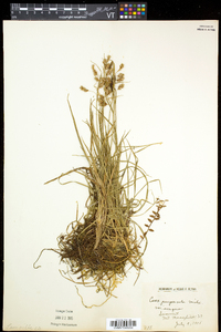 Carex magellanica image